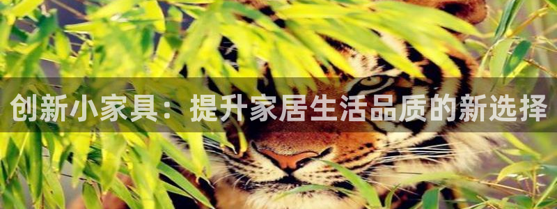 球盟会APP最新地址