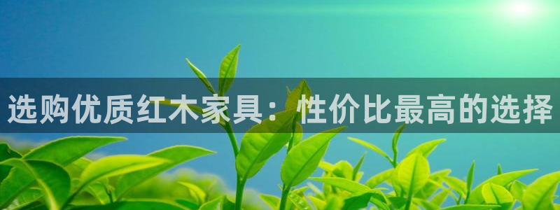 球盟会最新活动
